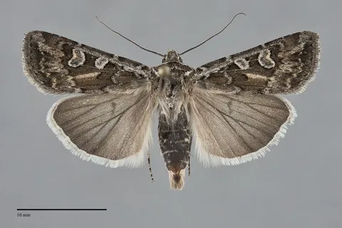 Euxoa perolivalis