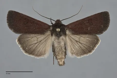 Euxoa perpolita