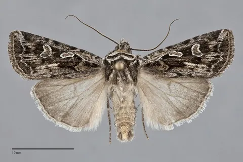 Euxoa plagigera
