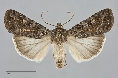 Euxoa pleuritica