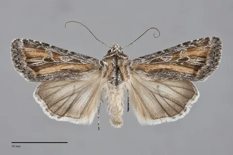Euxoa pluralis