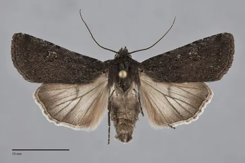Euxoa punctigera