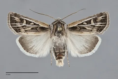 Euxoa quadridentata