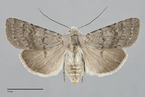Euxoa quebecensis