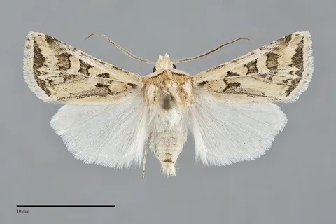 Euxoa recula