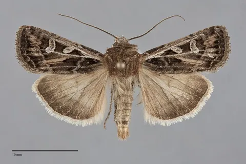 Euxoa ridingsiana