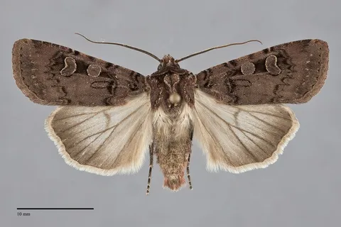 Euxoa rockburnei