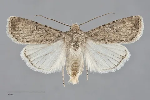 Euxoa satiens