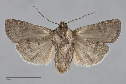 Euxoa satis