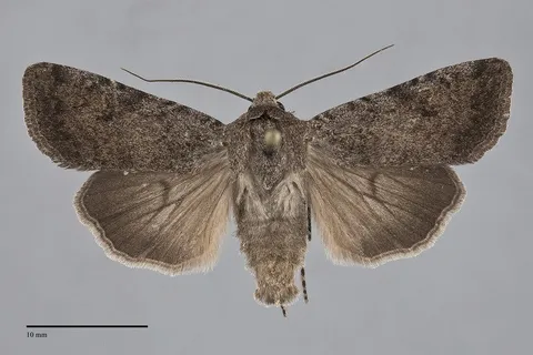 Euxoa scotogrammoides
