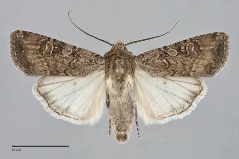 Euxoa septentrionalis