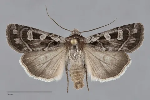 Euxoa servitus