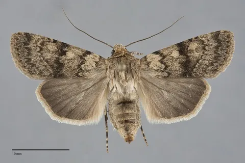 Euxoa setonia