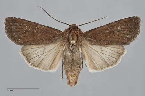 Euxoa shasta