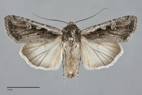 Euxoa silens