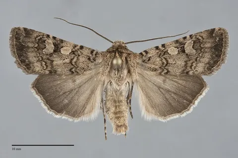 Euxoa simulata