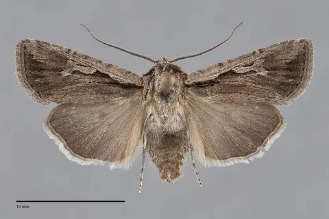 Euxoa subandera