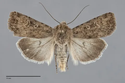 Euxoa taura