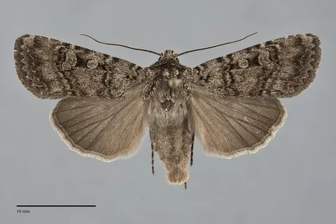 Euxoa terrenus