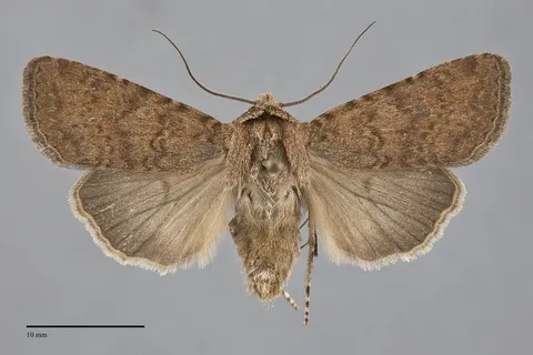 Euxoa tocoyae