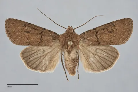 Euxoa trifasciata
