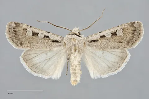 Euxoa tristicula
