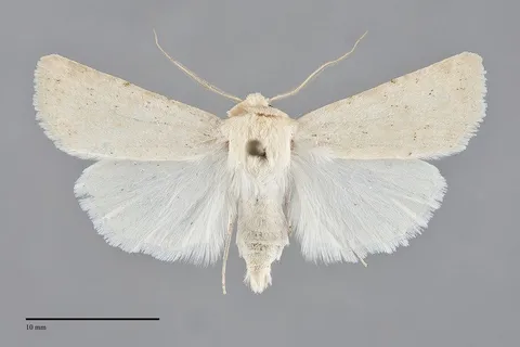 Euxoa tronellus