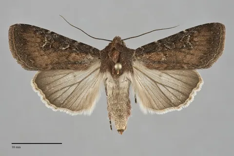 Euxoa ustulata