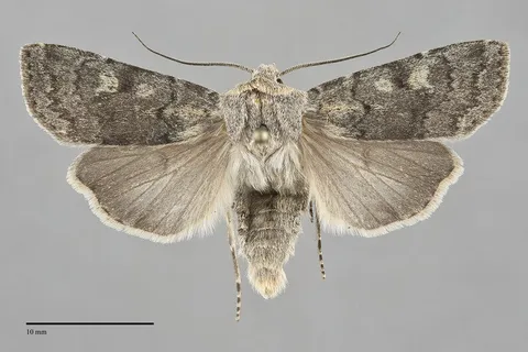 Euxoa vallus