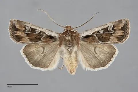 Euxoa wilsoni
