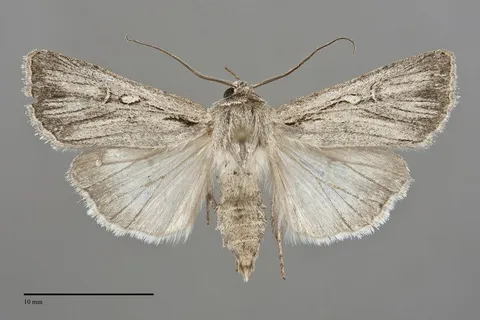 Euxoa xasta