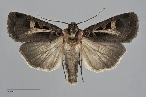 Feltia herilis