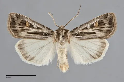 Feltia jaculifera