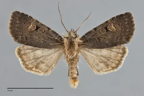 Feltia nigrita