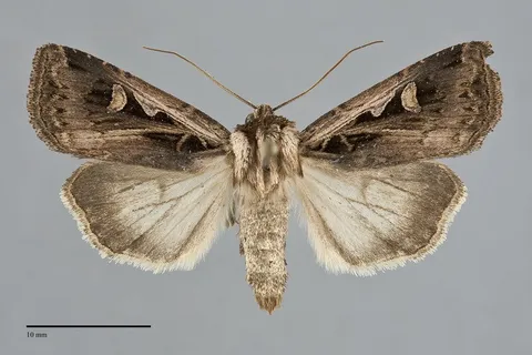 Feltia subgothica