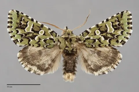 Feralia comstocki