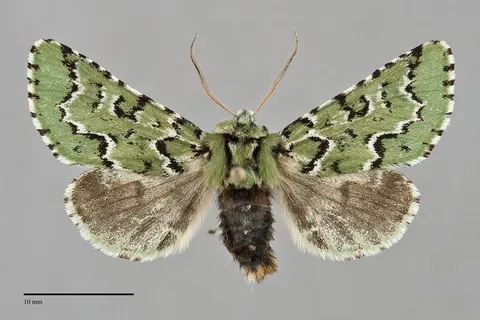 Feralia deceptiva