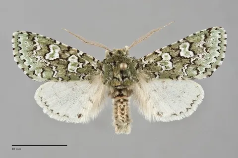 Feralia februalis