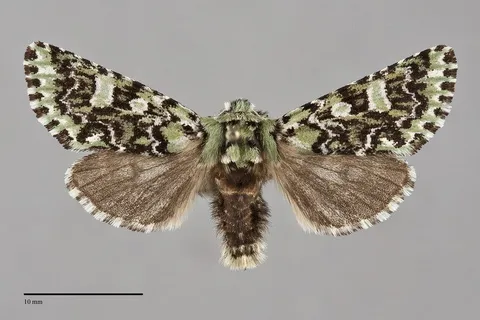 Feralia jocosa