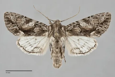 Fishia connecta