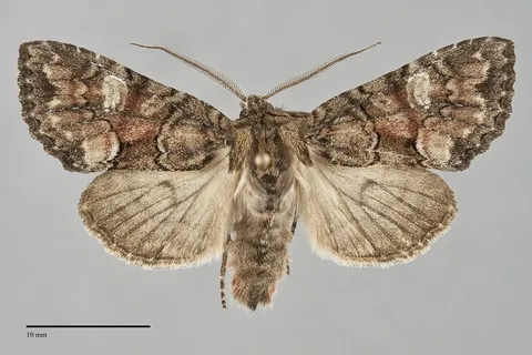 Fishia illocata