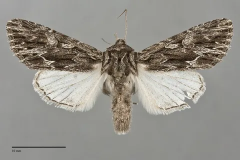 Fishia nigrescens