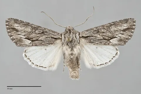 Fishia yosemitae