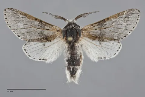 Furcula cinereoides