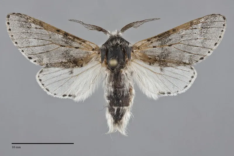 Furcula cinereoides