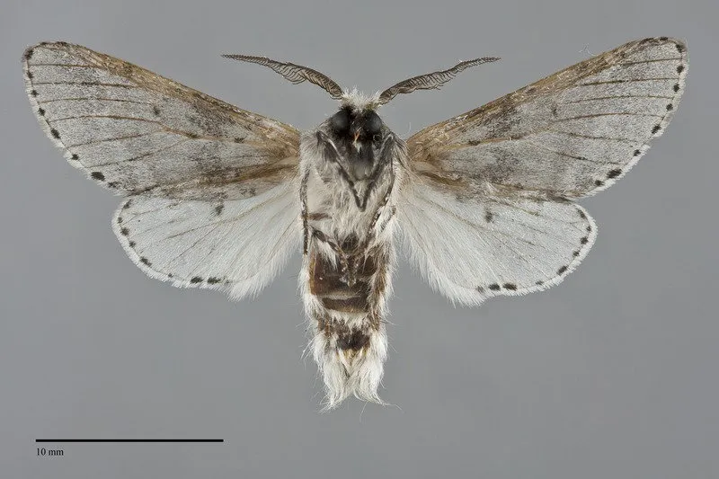 Furcula cinereoides