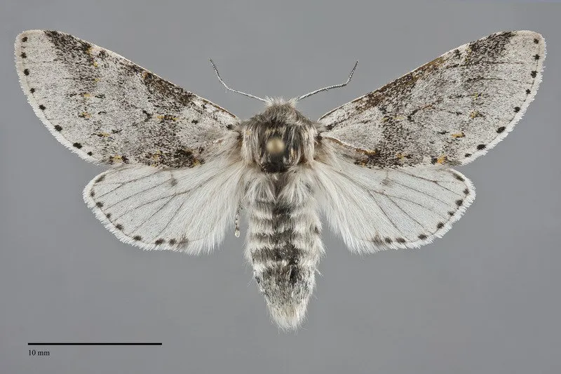 Furcula cinereoides