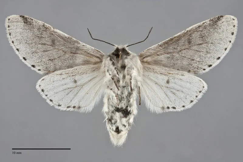 Furcula cinereoides