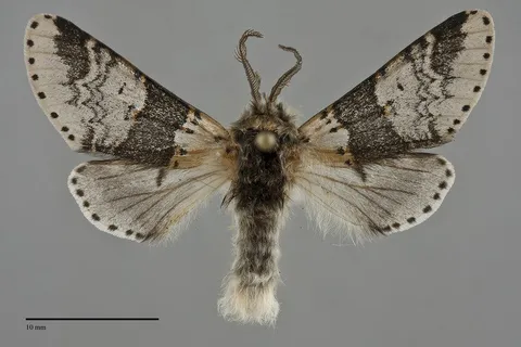 Furcula gigans