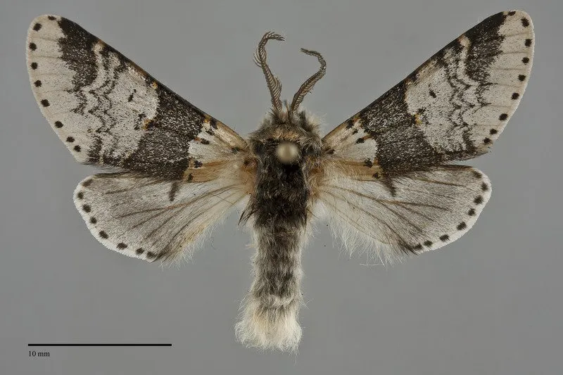 Furcula gigans